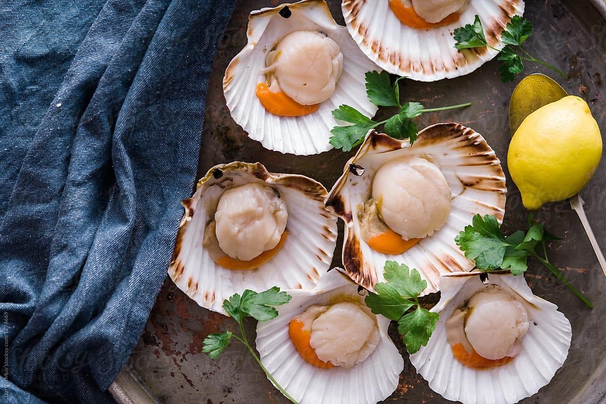scallop